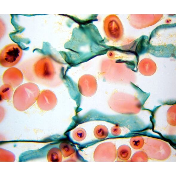 Mikroskop Mikroskop Delta Optical Genetic Bino