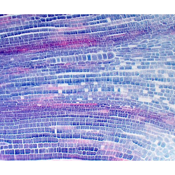 Mikroskop Mikroskop Delta Optical Genetic Bino