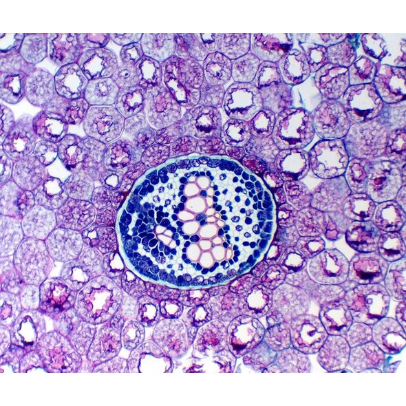Mikroskop Mikroskop Delta Optical Genetic Trino