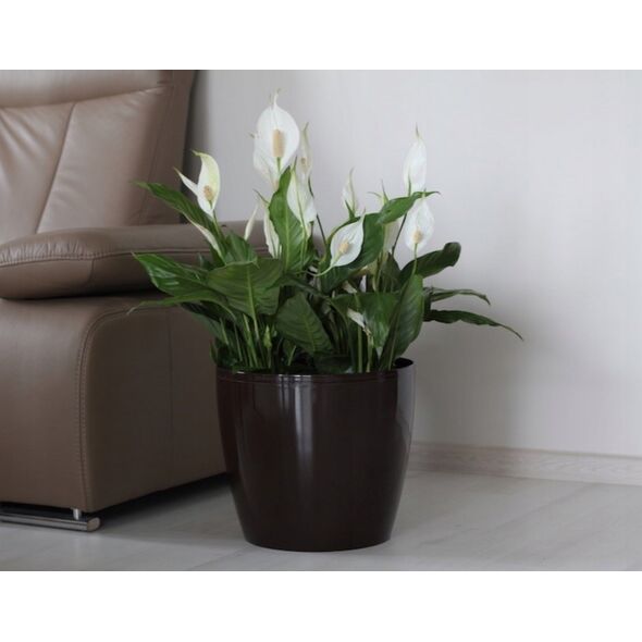 Deska sedesowa Puku pods Magnolija 300x265mm  balts