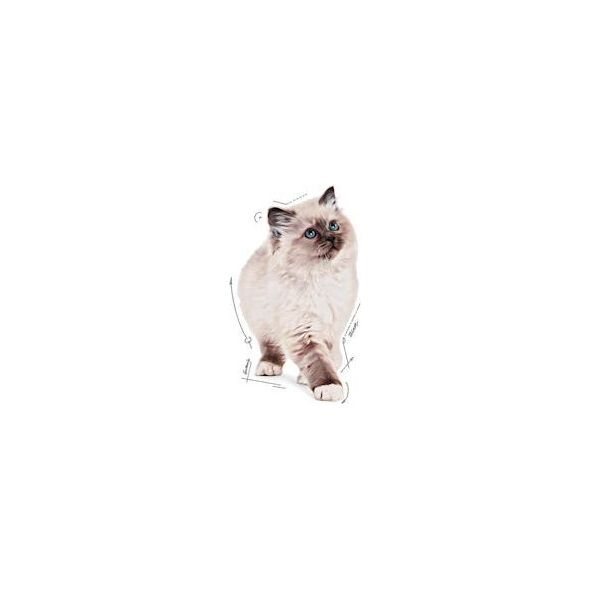 Royal Canin Kitten galaretka 85g