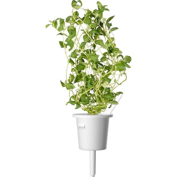 Click And Grow Click&Grow Nasiona Smart Soil mix ziół włoskich9pak