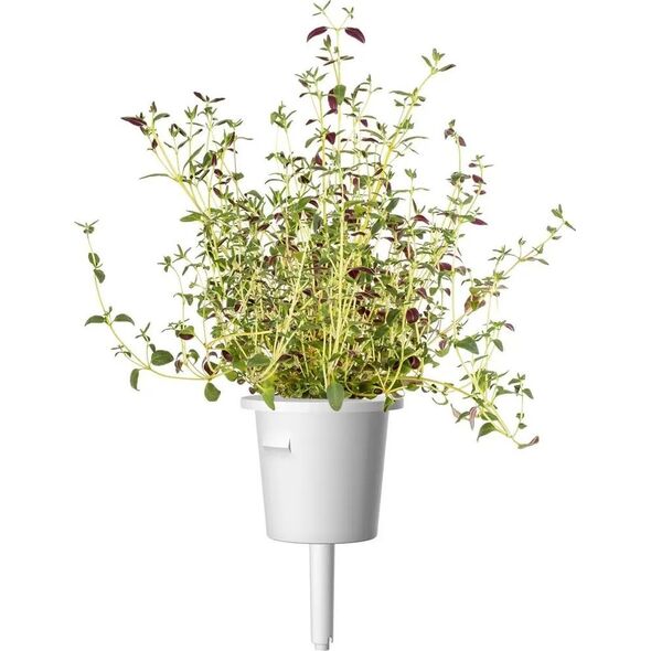 Click And Grow Click&Grow Nasiona Smart Soil mix ziół włoskich9pak