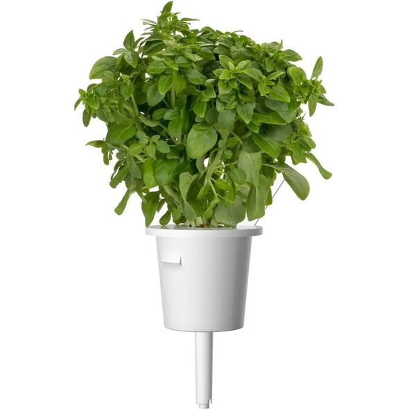 Click And Grow Click&Grow Nasiona Smart Soil mix ziół włoskich9pak