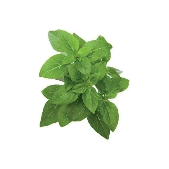 Click And Grow Κάντε κλικ και μεγεθύνετε ξαναγεμίστε νάνος βασιλικός 3-συσκευασία 7412091 4742793007380