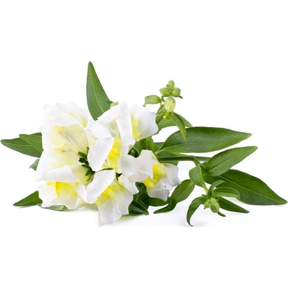 Click And Grow Click & Grow Smart Refill White Snapdragon 3 τεμ 13927273 4742793001746