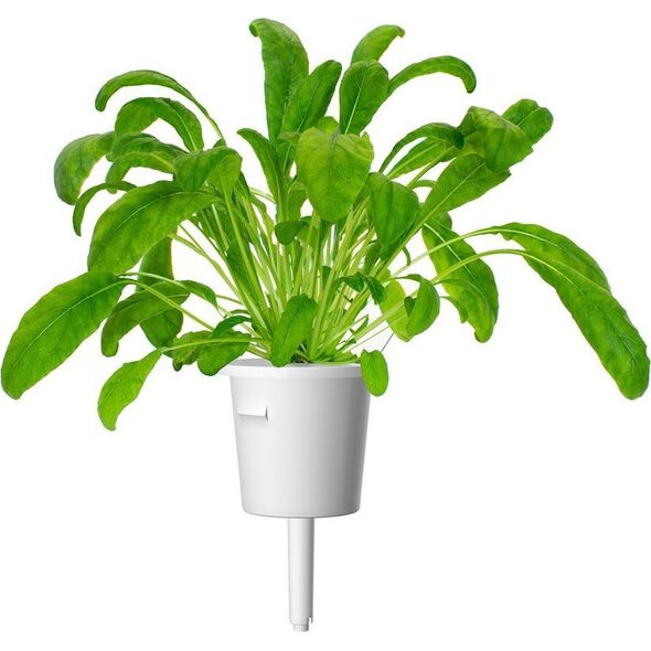 Click And Grow Click & Grow Smart Garden ανταλλακτικό Mibuna 3 τεμ 13927259 4742793001555