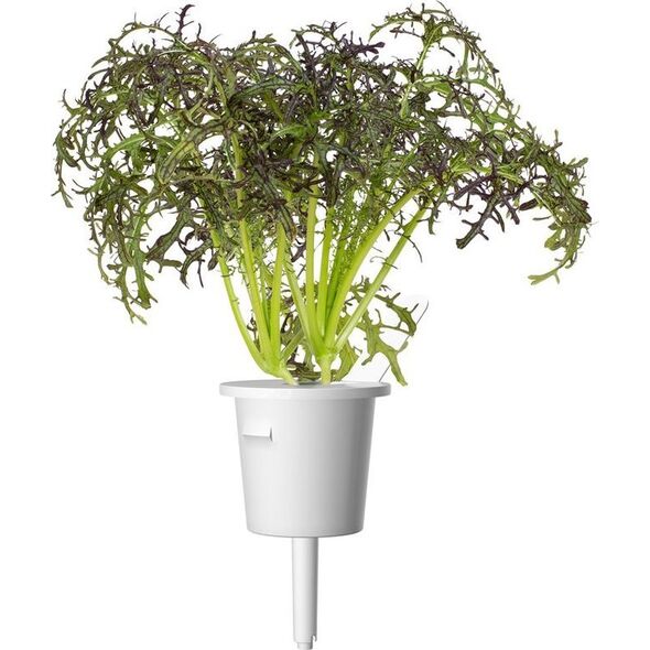 Click And Grow Click & Grow Smart Garden ανταλλακτικό Red Frill Mustard 3 τεμ 13927271 4742793001722