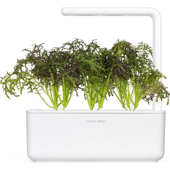 Click And Grow Click & Grow Smart Garden ανταλλακτικό Red Frill Mustard 3 τεμ 13927271 4742793001722