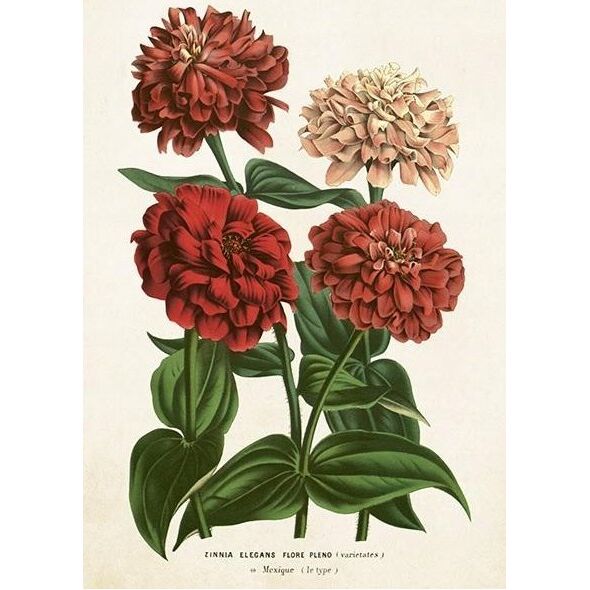 Skona Ting Card ST458 B6 + φάκελος Zinnia 13880302 7340117764581