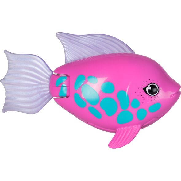 Rainbow Reef Fish - Rainbow Fish