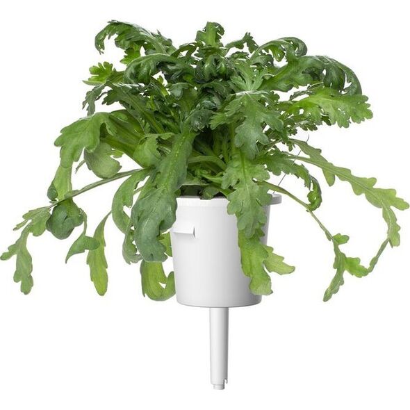 Click And Grow Click & Grow Smart Garden αναπλήρωση Shungiku 3 τεμ 13927266 4742793002293