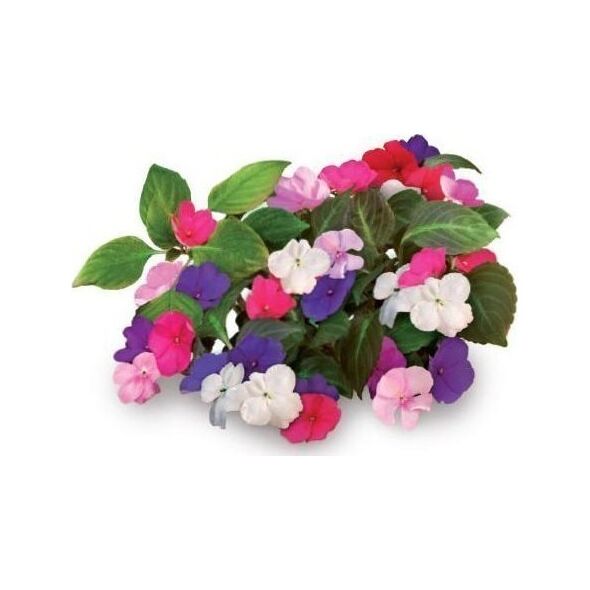 Click And Grow Click & Grow Smart Garden ανταλλακτικό Busy Lizzie 3 τεμ 13927300 4742793007274