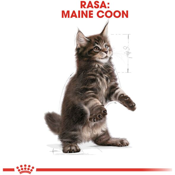 Royal Canin Maine Coon Kitten karma sucha dla kociąt, do 15 miesiąca, rasy maine coon 0.4kg