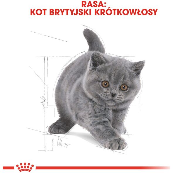 Royal Canin British Shorthair Kitten karma sucha dla kociąt, do 12 miesiąca, rasy brytyjski krótkowłosy 0.4kg