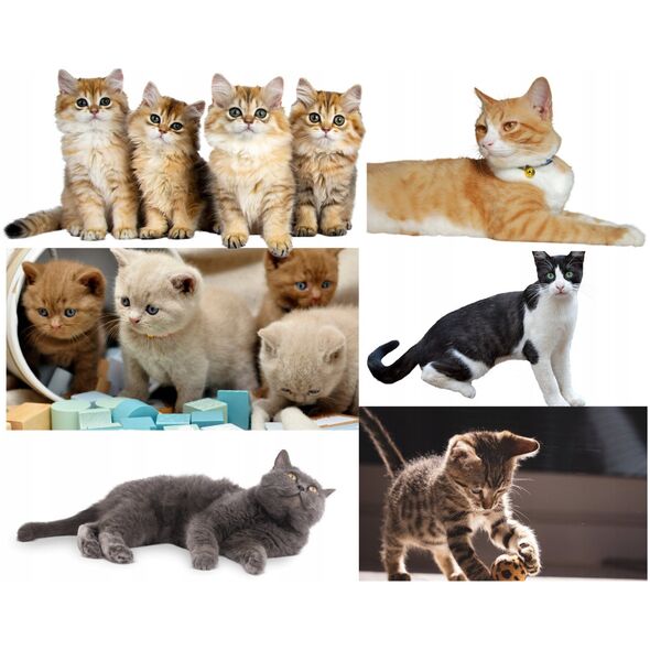 LUPI PETS Gattino Drapak 02 Perełka dąb lancelot