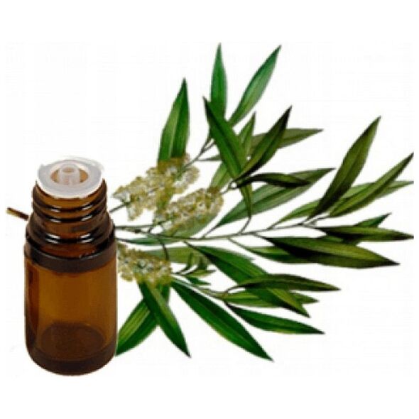 NATUR PLANET_Olejek eteryczny Drzewo Herbaciane 100ml