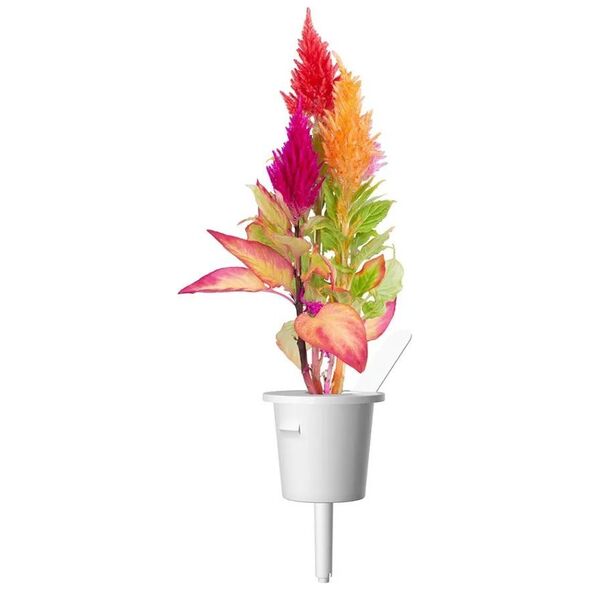 Click And Grow Click and Grow refill celozja 3-pak