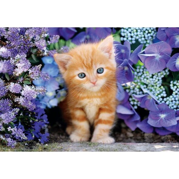 CLE puzzle 500 Compact Gattino rosso 35585