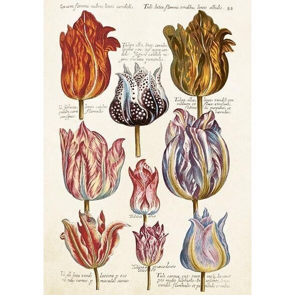 Karnet ST476 B6 + koperta Tulipany