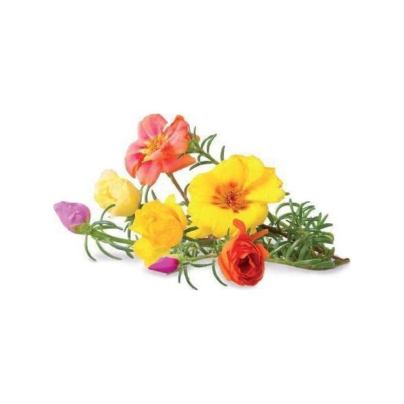 Click And Grow Click & Grow Smart Garden refill Moss Rose 3pcs