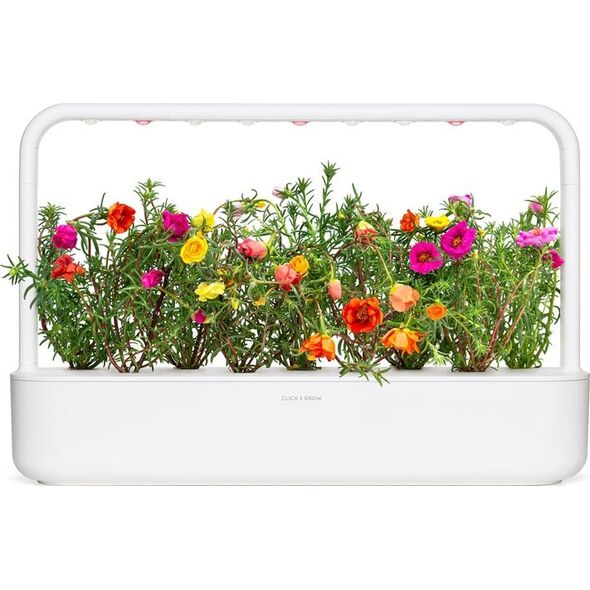 Click And Grow Click & Grow Smart Garden refill Moss Rose 3pcs
