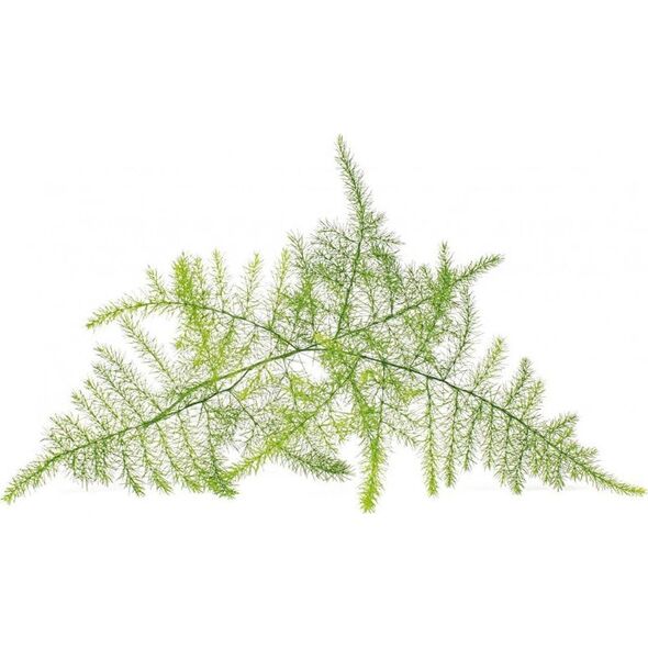Click And Grow Click & Grow Smart Refill Feather spar 3pcs