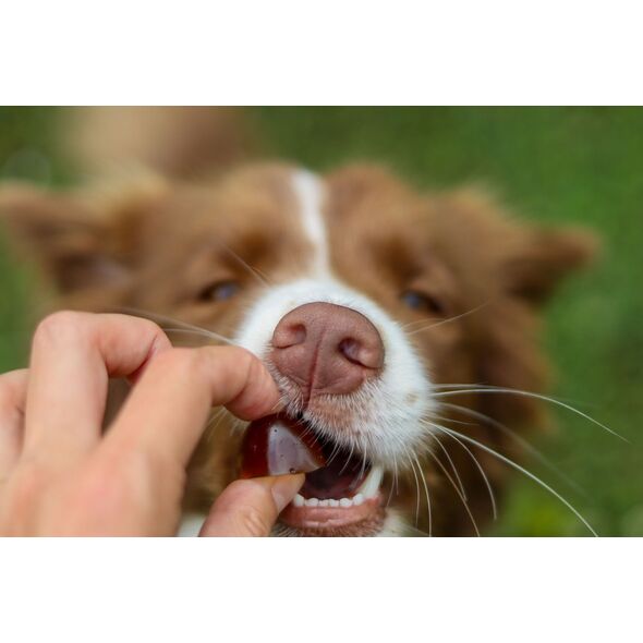 Contipro Geloren Small Dog 180g - Mieszanka uzupełniająca, żelki dla małych psów na stawy 60 szt.