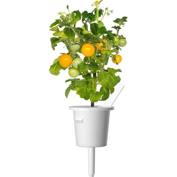 Click And Grow Κάντε κλικ και μεγεθύνετε ξαναγεμίστε κίτρινη ντομάτα 3-συσκευασία 6484466 4742793009124