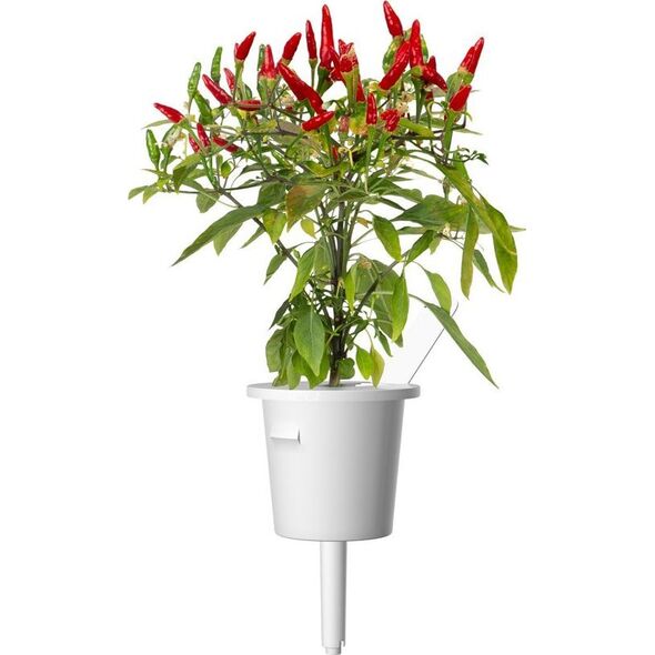 Click And Grow Click & Grow Smart Garden refill Piri Piri Chili Pepper 3pcs