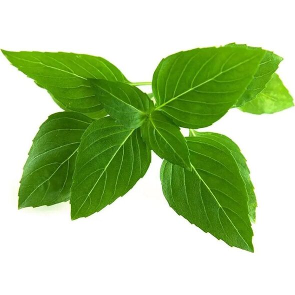 Click And Grow Click & Grow Smart Garden ανταλλακτικό Thai Basil 3 τεμ.