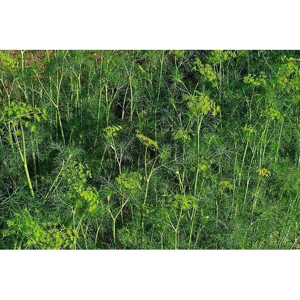 TORAF ΑΝΗΘΟΣ ΚΗΠΟΥ ΑΜΒΡΟΣΙΑ ANETHUM GRAVEOLENS [5 G]