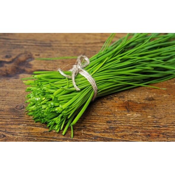 TORAF ΣΧΟΙΝΟΒΟΤΑΝΟ BOHEMIA ALLIUM SCHOENOPRASUM L. [2 G]