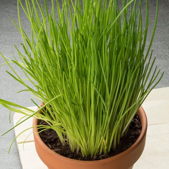 TORAF ΣΧΟΙΝΟΒΟΤΑΝΟ BOHEMIA ALLIUM SCHOENOPRASUM L. [2 G]