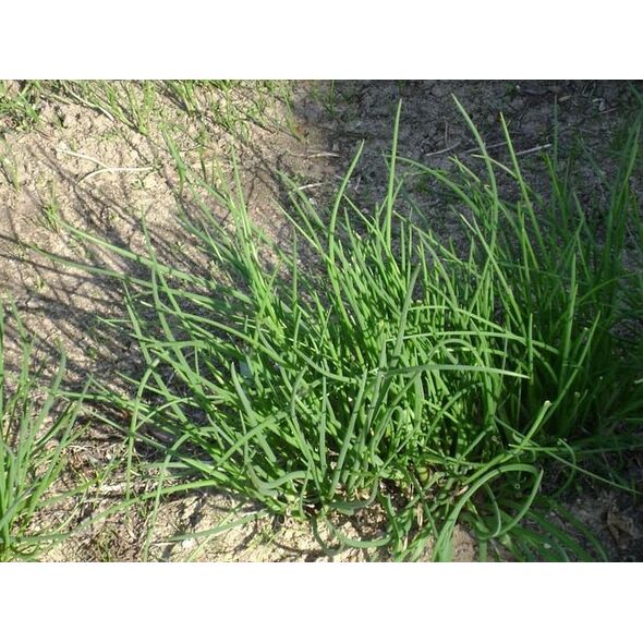 TORAF ΣΧΟΙΝΟΒΟΤΑΝΟ BOHEMIA ALLIUM SCHOENOPRASUM L. [2 G]