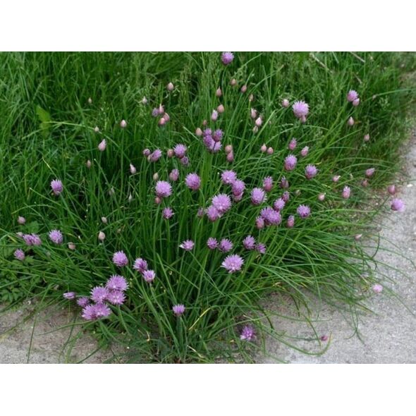 TORAF ΣΧΟΙΝΟΒΟΤΑΝΟ BOHEMIA ALLIUM SCHOENOPRASUM L. [2 G]