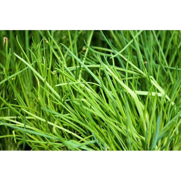 TORAF ΣΧΟΙΝΟΒΟΤΑΝΟ BOHEMIA ALLIUM SCHOENOPRASUM L. [2 G]