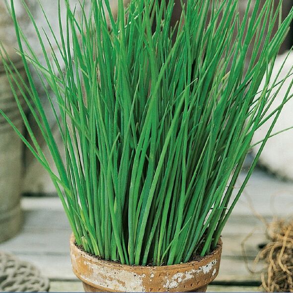 TORAF ΣΧΟΙΝΟΒΟΤΑΝΟ BOHEMIA ALLIUM SCHOENOPRASUM L. [2 G]