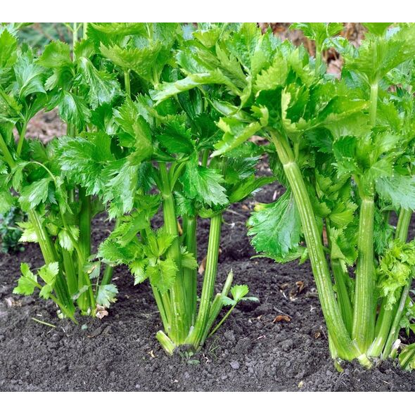 TORAF ΣΕΛΙΝΟ ΝΑΝΟ NUGET APIUM GRAVEOLENS L. VAR. DULCE 0,5 G