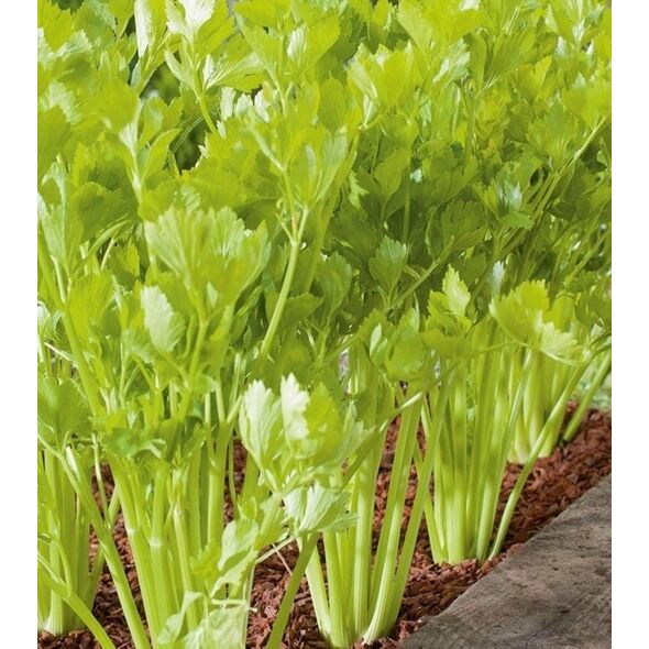TORAF ΣΕΛΙΝΟ ΝΑΝΟ NUGET APIUM GRAVEOLENS L. VAR. DULCE 0,5 G
