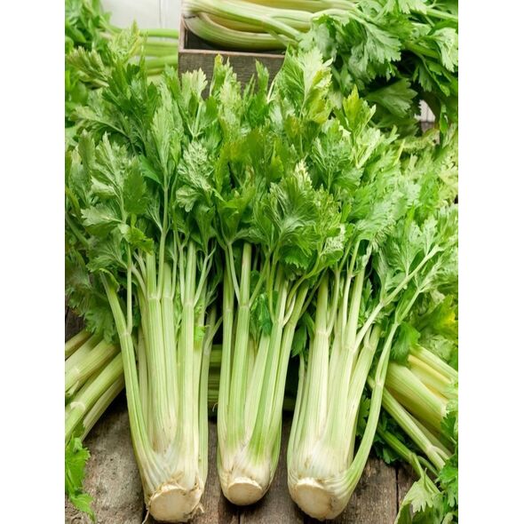 TORAF ΣΕΛΙΝΟ ΝΑΝΟ NUGET APIUM GRAVEOLENS L. VAR. DULCE 0,5 G