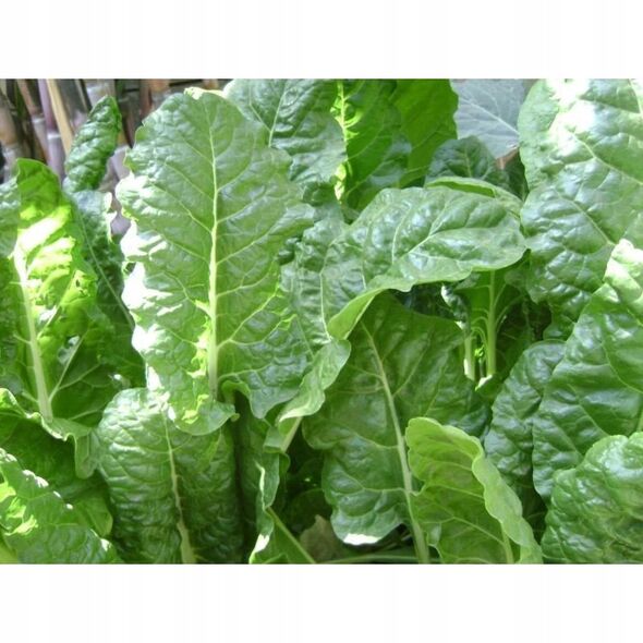 ΣΠΙΝΑΚΙ MATADOR SPINACIA OLERACEA L. [5 G]