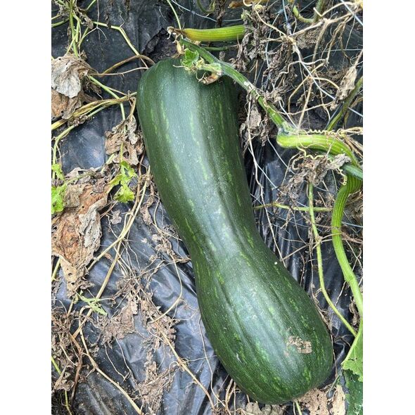 ΚΟΛΟΚΥΘΑΚΙ LUNGA DI NAPOLI CUCURBITA MOSCHATA [4 G] TORAF