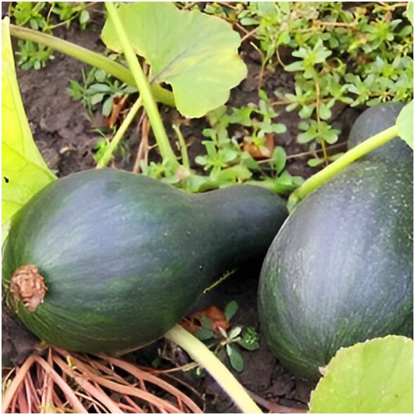 ΚΟΛΟΚΥΘΑΚΙ LUNGA DI NAPOLI CUCURBITA MOSCHATA [4 G] TORAF