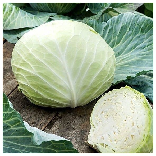 TORAF ΚΟΚΚΙΝΟ ΛΑΧΑΝΟ ΜΑΡΣ BRASSICA OLERACEA L. [1 G]