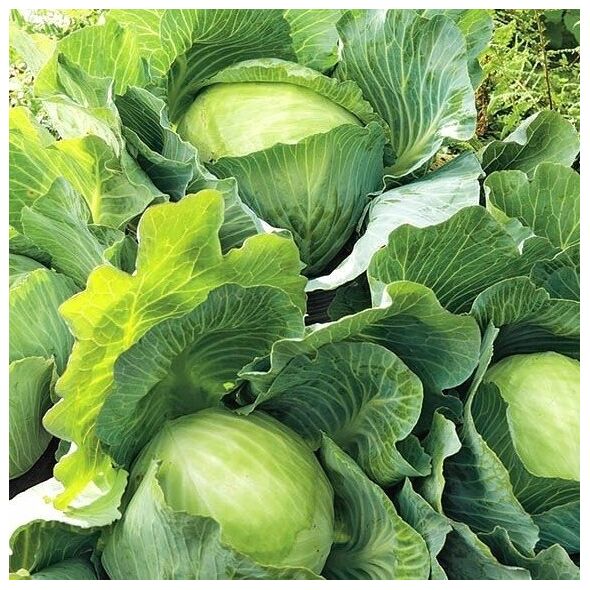 TORAF ΚΟΚΚΙΝΟ ΛΑΧΑΝΟ ΜΑΡΣ BRASSICA OLERACEA L. [1 G]
