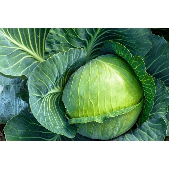 TORAF ΚΟΚΚΙΝΟ ΛΑΧΑΝΟ ΜΑΡΣ BRASSICA OLERACEA L. [1 G]