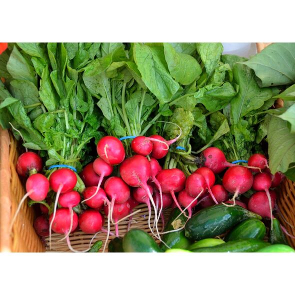 ΡΑΠΑΝΑΚΙ CHERRY BELLE RAPHANUS SATIVUS [10 G]