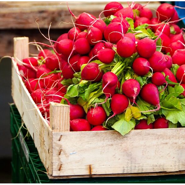ΡΑΠΑΝΑΚΙ CHERRY BELLE RAPHANUS SATIVUS [10 G]