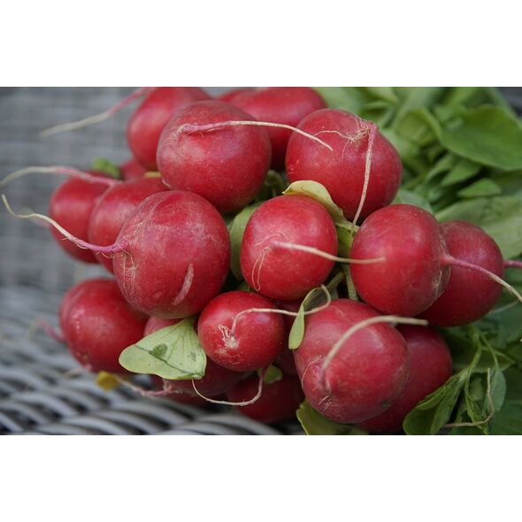 ΡΑΠΑΝΑΚΙ CHERRY BELLE RAPHANUS SATIVUS [10 G]